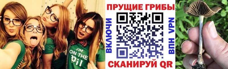 Галлюциногенные грибы мицелий  как найти   Псков 